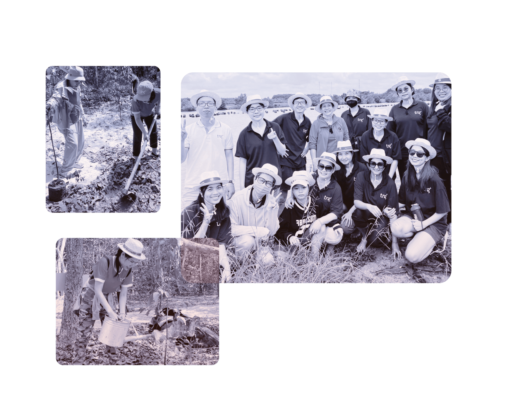 Tree Planting hero image